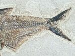 Diplomystus Fossil Fish - Utah #6910-2